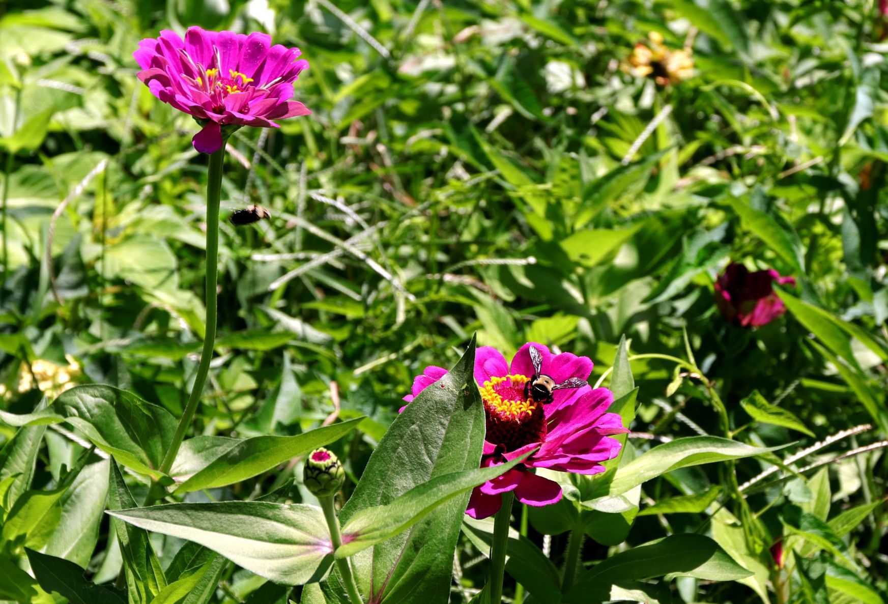 At Home in Webster Groves garden